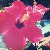 lilliwilliam426
